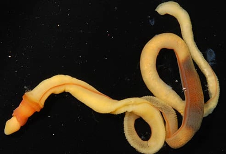 Meet Your Cousin, the Worm Meet Your Cousin, the Worm