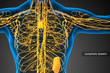 You have between 600 and 800 lymph nodes spread throughout your body. Lymph nodes are a key part of your immune system. (Photo Credit: iStock/Getty Images)