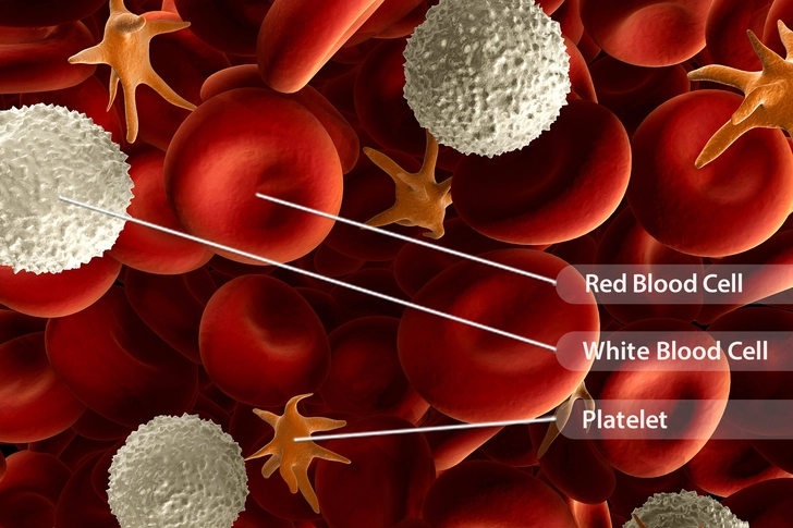 Inside Your Blood Inside Your Blood