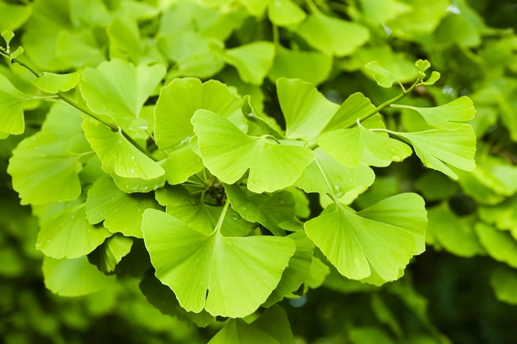 Ginkgo