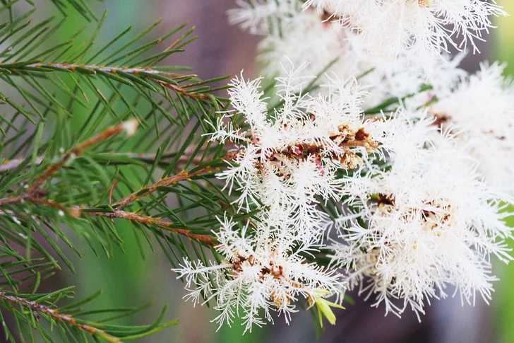 Tea Tree Tea Tree