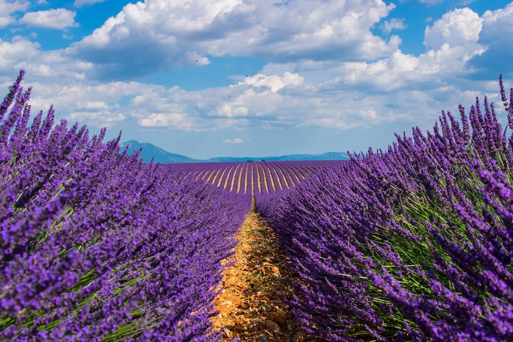 Lavender
