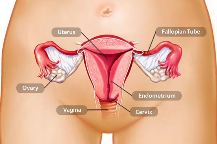 photo of uterus anatomy illustration