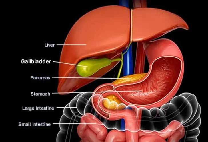 Gallbladder Anatomy Pictures 14 800 Gallbladder Stock Photos Gallbladder Anatomy Pictures 14 800 Gallbladder Stock Photos