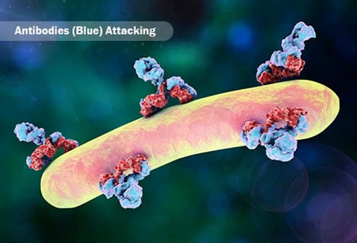 Antibodies
