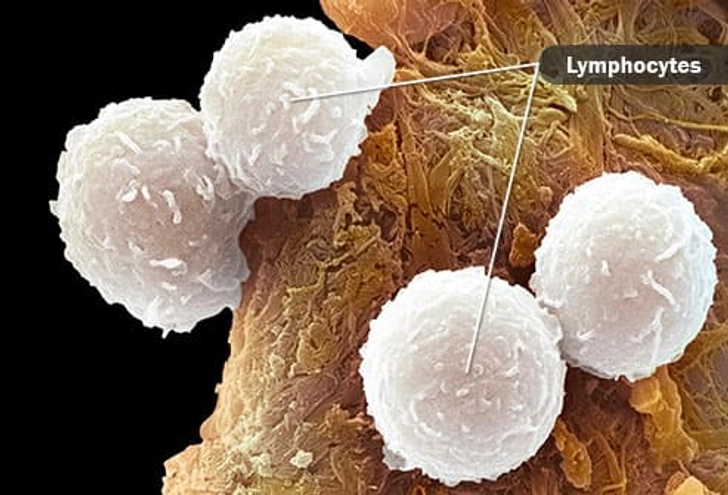 Lymphocytes