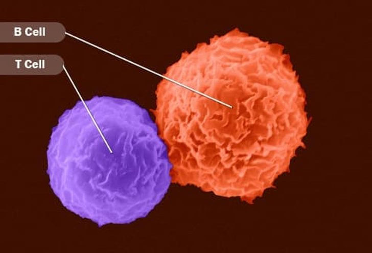 Memory Cells