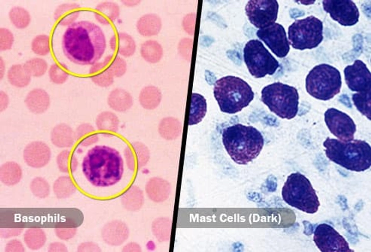Basophils and Mast Cells
