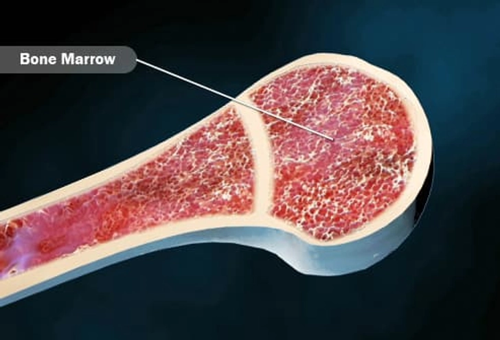 Bone Marrow