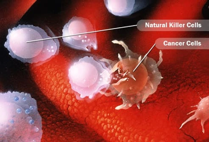 Natural Killer Cells