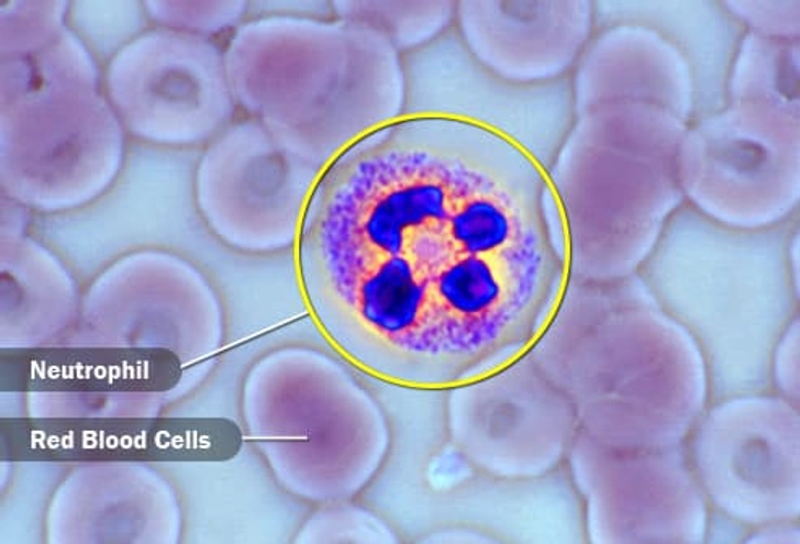 Phagocytes
