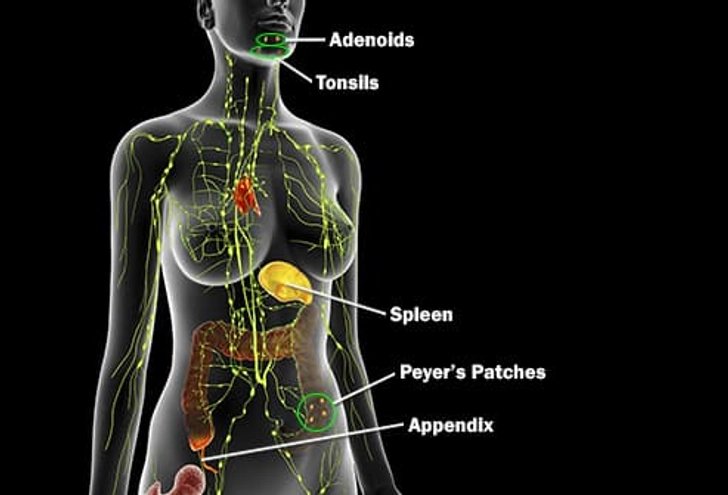 Secondary Lymph Organs