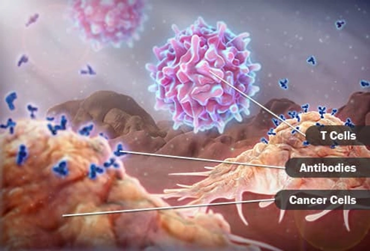 T Cells