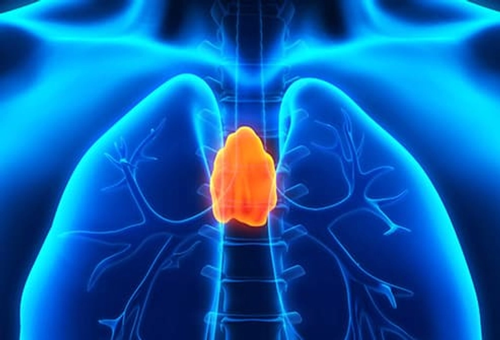 Thymus