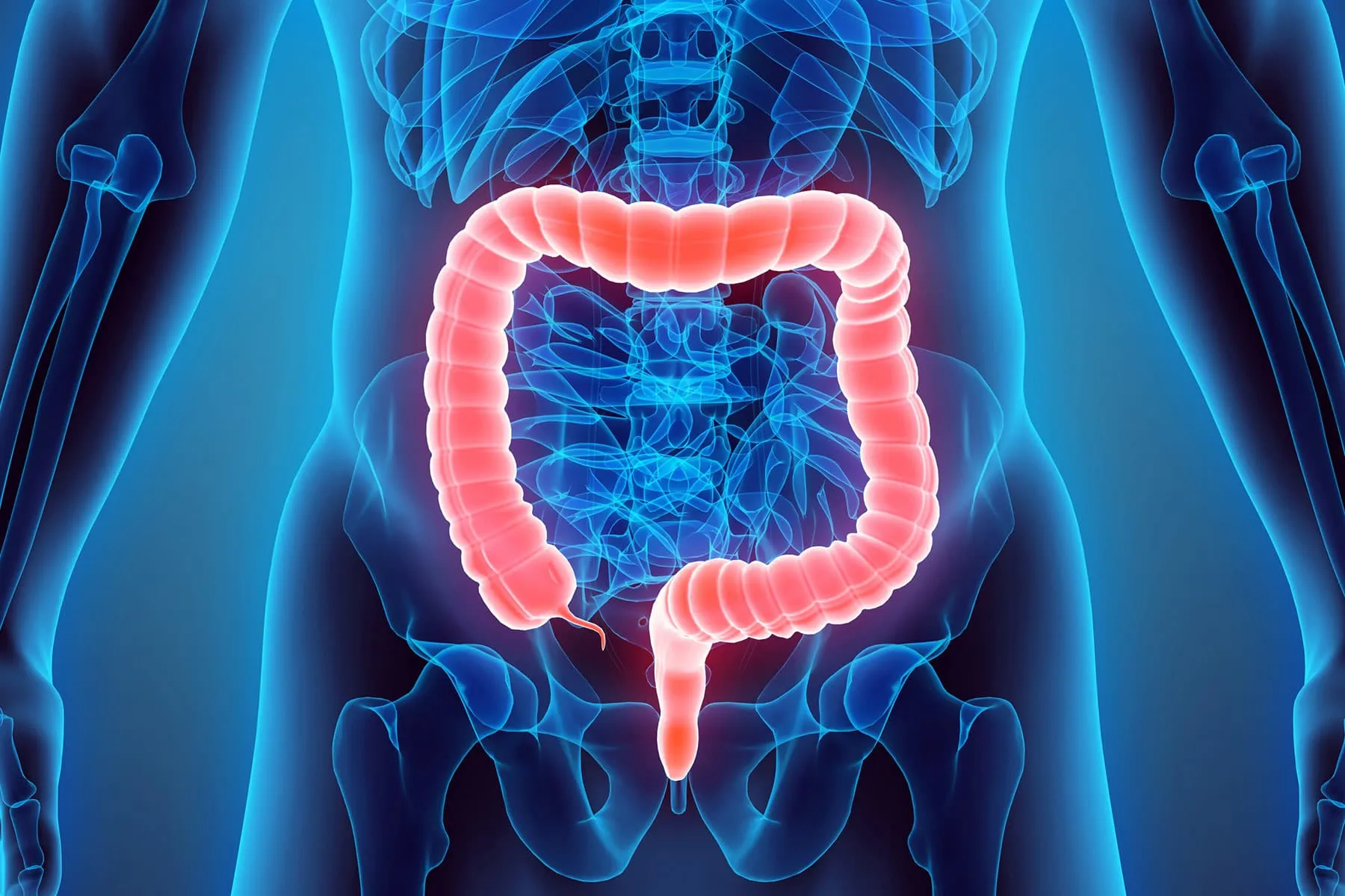 colon anatomy