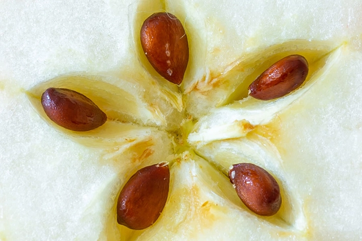 Steer clear of Seeds Steer clear of Seeds