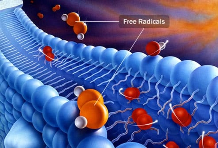 Free Radicals Free Radicals