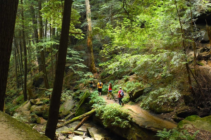 Forest Bathing Forest Bathing
