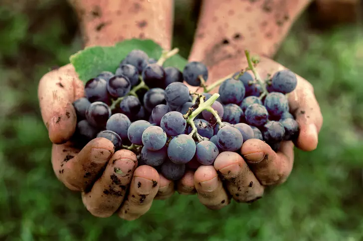 What's So Great About Grapes