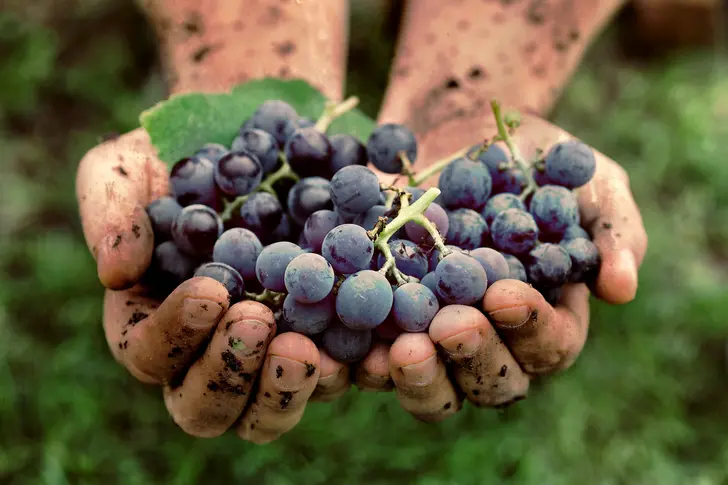 What's So Great About Grapes What's So Great About Grapes