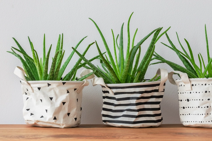 Aloe for First Aid Aloe for First Aid