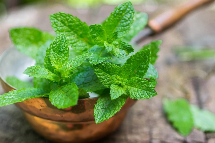 Herbs for Better Digestion Herbs for Better Digestion