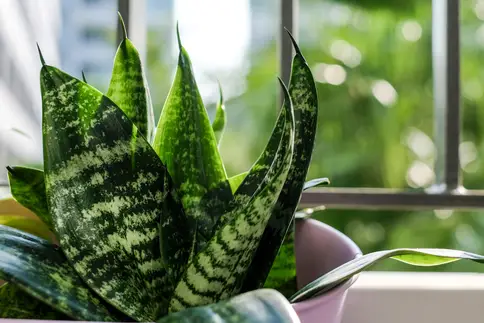 photo of snake plant