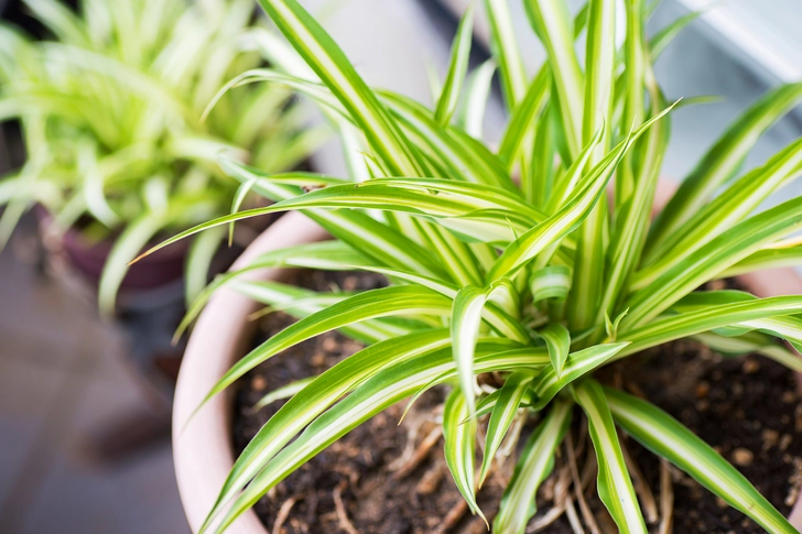 Spider Plants for Moisture Spider Plants for Moisture