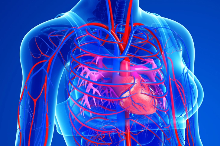 Boosts Heart Health