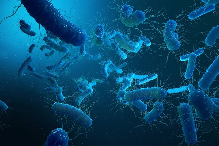 Fight Foodborne Bacteria
