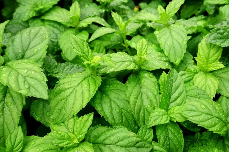 What Is Peppermint? What Is Peppermint?