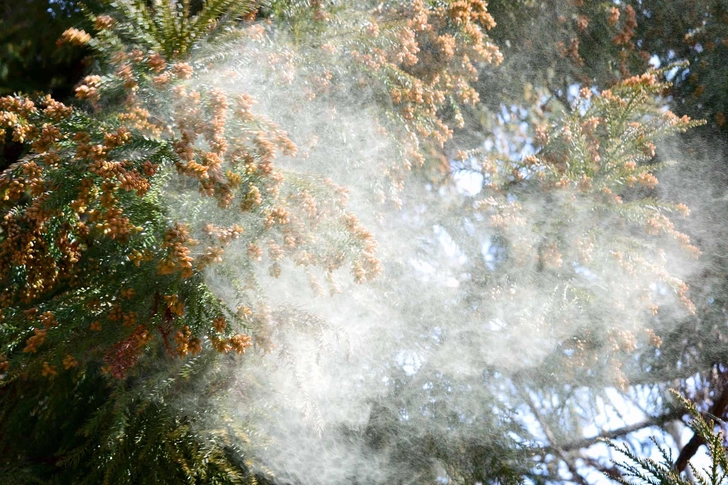 Calm Seasonal Allergies