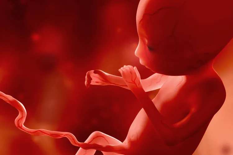 photo of embryo in womb