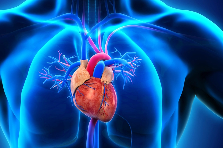 Supports Cardiovascular Health Supports Cardiovascular Health