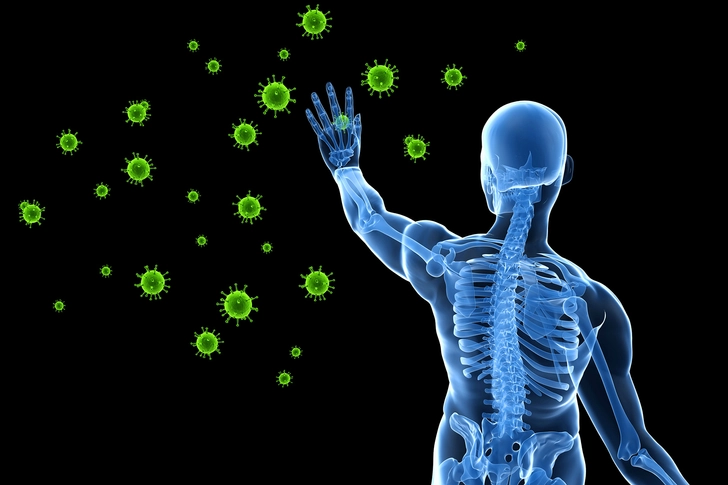 Strengthens the Immune System Strengthens the Immune System