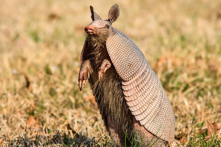 Armadillos Armadillos