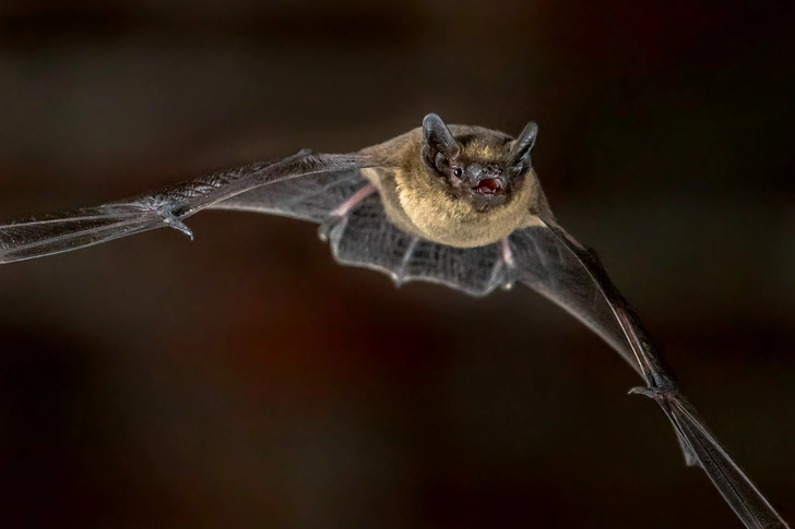 Bats Bats
