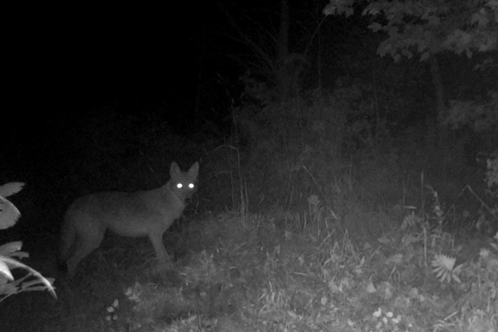 Coyotes