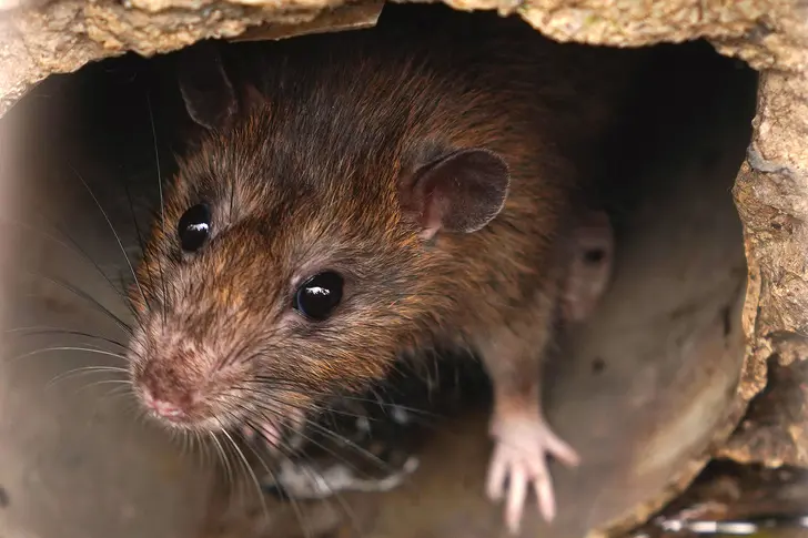 Mice and Rats