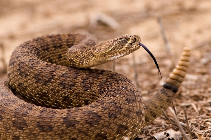 Snakes Snakes