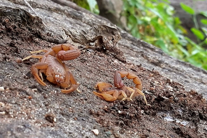 Scorpions