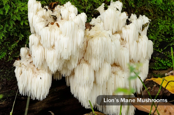 Healthy or Hype: Mushroom Coffee