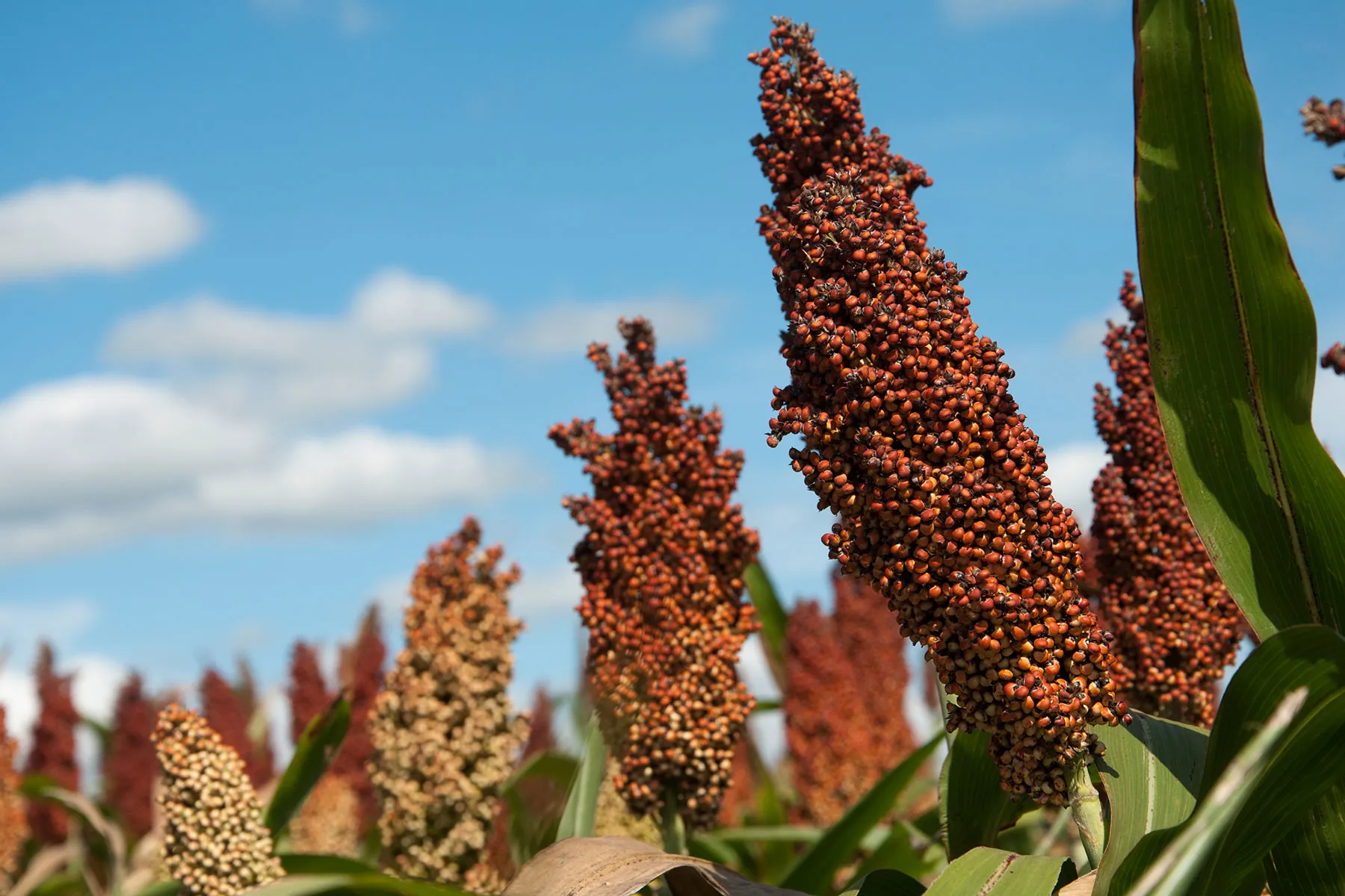 photo of sorghum