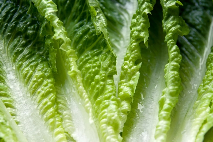 Lettuce for Tortillas