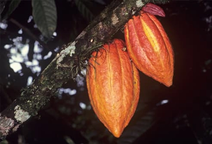 Where Does Chocolate Come From?