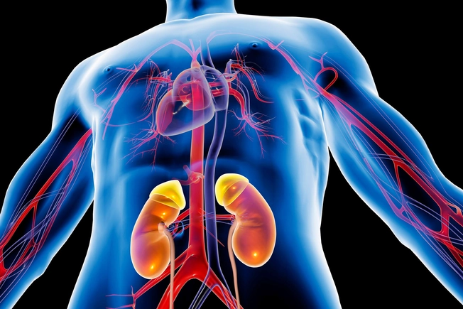 Effect on Kidneys Effect on Kidneys