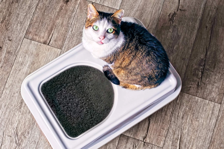 Toxoplasmosis Toxoplasmosis