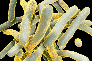 The bacterium that causes tuberculosis, called Mycobacterium tuberculosis. Photo Credit: KATERYNA KON / SCIENCE PHOTO LIBRARY / Getty Images