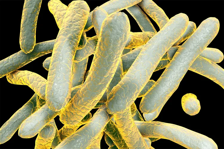 photo of tuberculosis bacteria