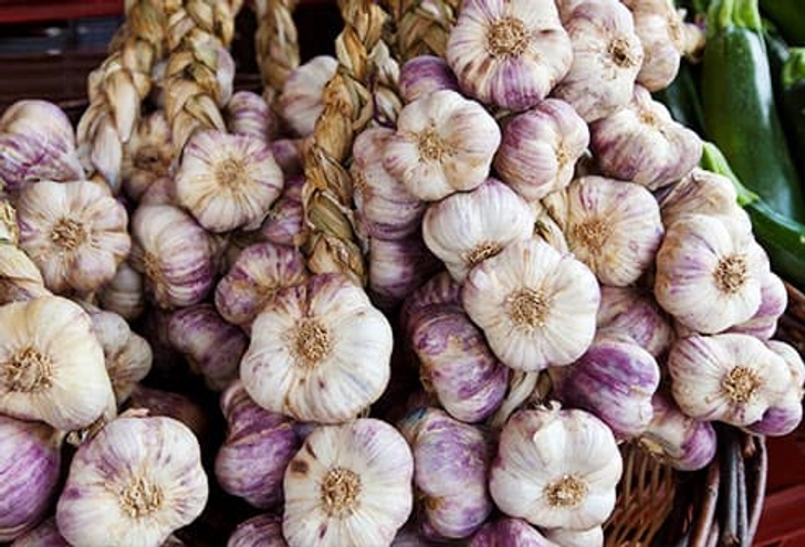 Garlic